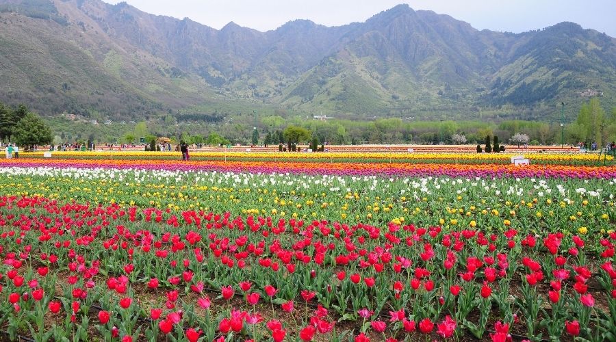 Tulip garden in Srinagar, Kashmir, India